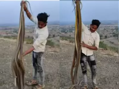 image 28 Instagram Viral Video: Fearless Man Grabs Dozens Of Snakes