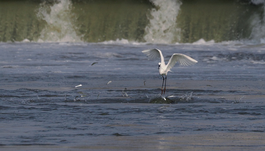 182D9028 2B7A 447C A370 D7EE02DABADE Fishing ban helps Yangtze River biodiversity on a recovery mode