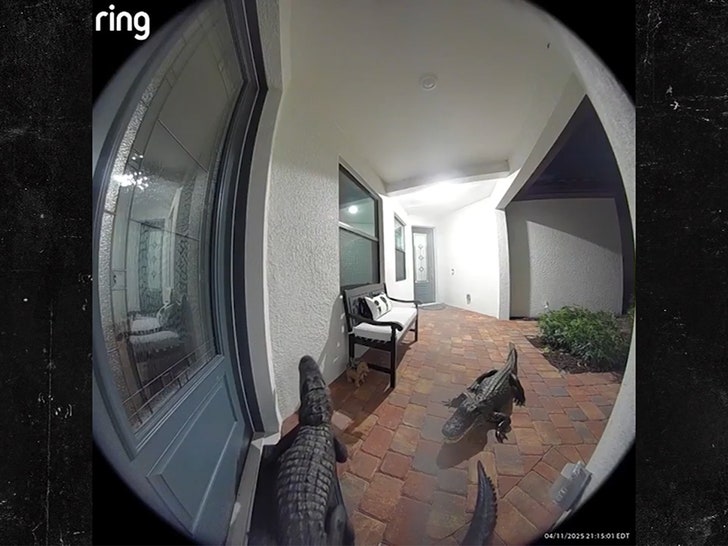 042025-alligators-ring-primary-3