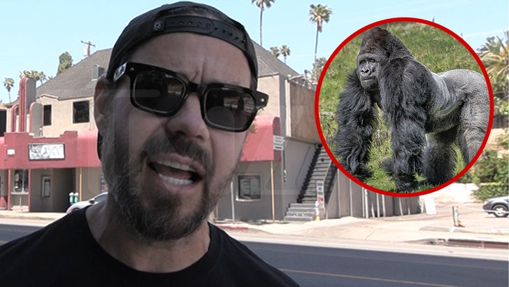 Top Primatologist Explains Why 100 Men vs 1 Gorilla Fight Wouldn't Happen 042925_chris_pontius_kal