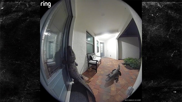 Two Large Alligators Show Up at Front Door of Florida Home, on Video 042025_alligators_ring_kal