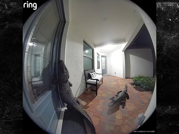 042025-alligators-ring-primary