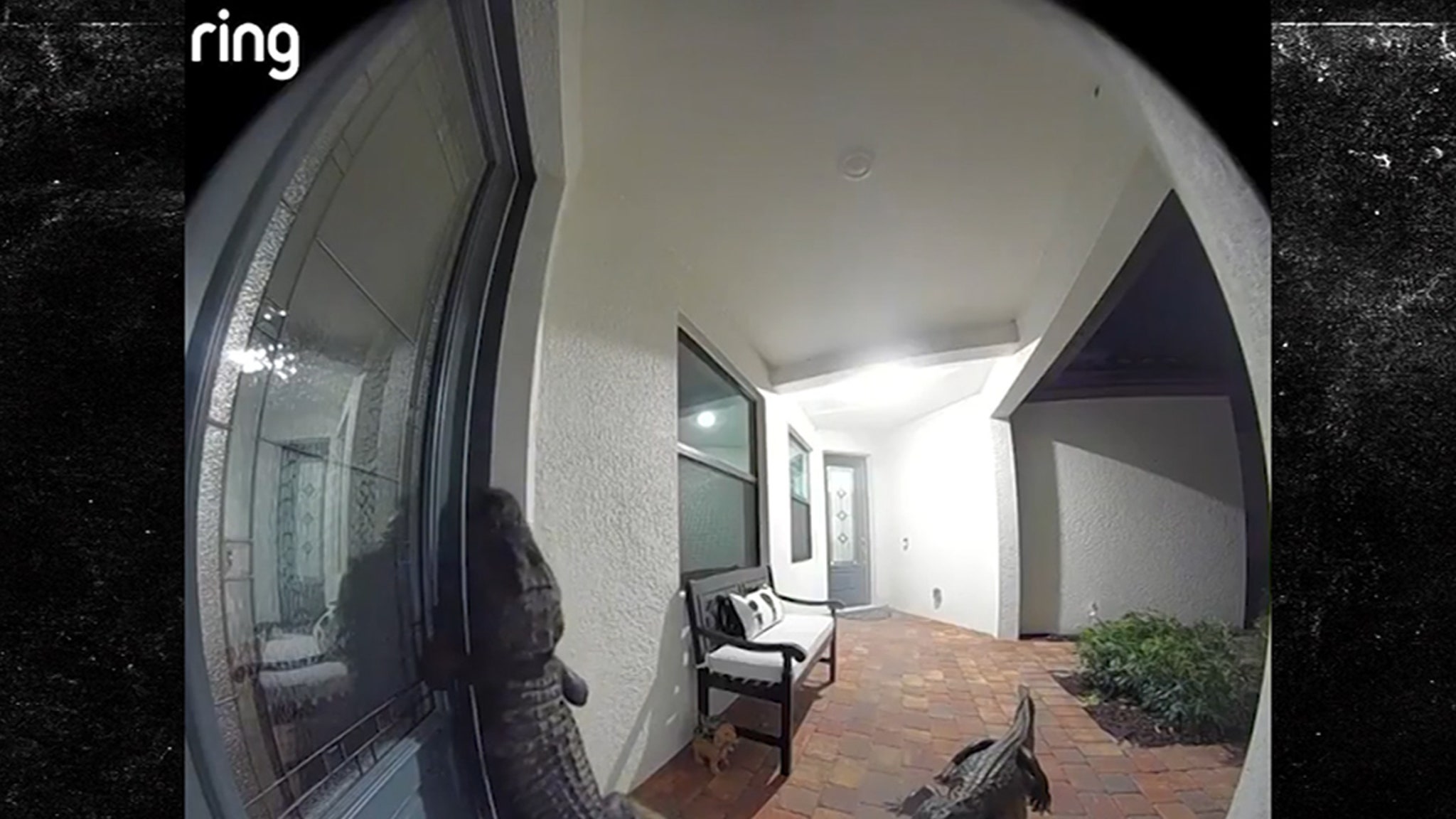 Two Large Alligators Show Up at Front Door of Florida Home, on Video