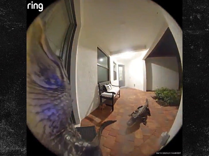 042025-alligators-ring-primary-2