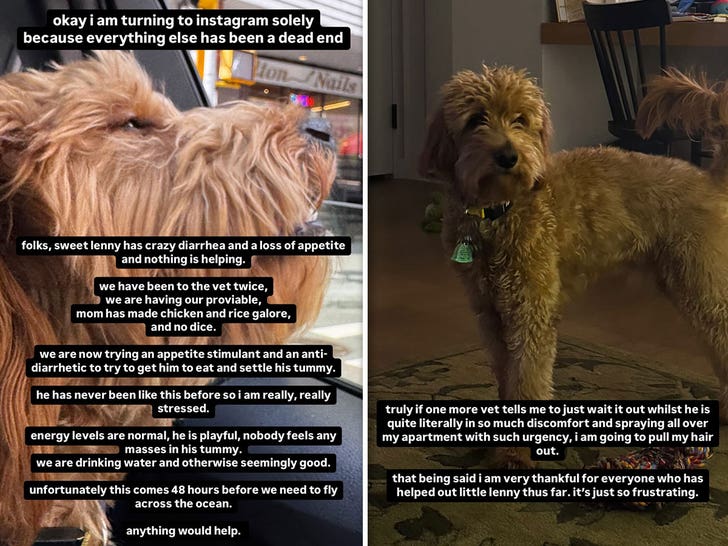 rachel-zegler-dog-ig-1