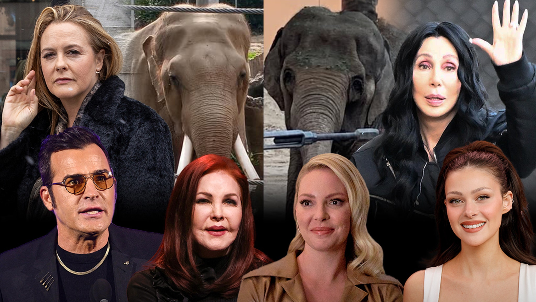 Cher Signs Letter to L.A. Mayor Protesting Transfer of Zoo Elephants to Tulsa