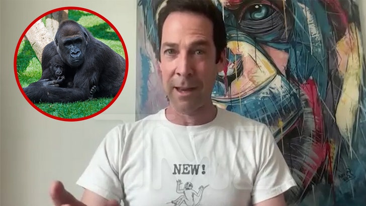 Top Primatologist Explains Why 100 Men vs 1 Gorilla Fight Wouldn't Happen 050125_michael_stern_kal