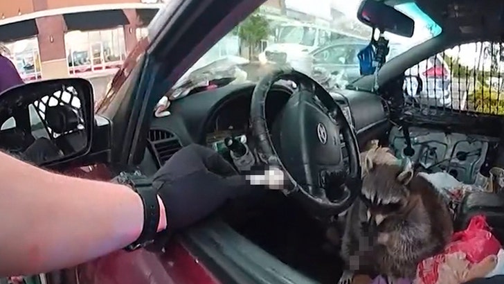 Raccoon Grabs Pipe & Puts it to Mouth During Woman's Arrest, on Video raccoon-drugs-kal-05-06-2025