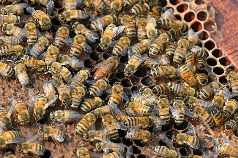 image Truck accident unleashes 250 million honeybees in northwestern US