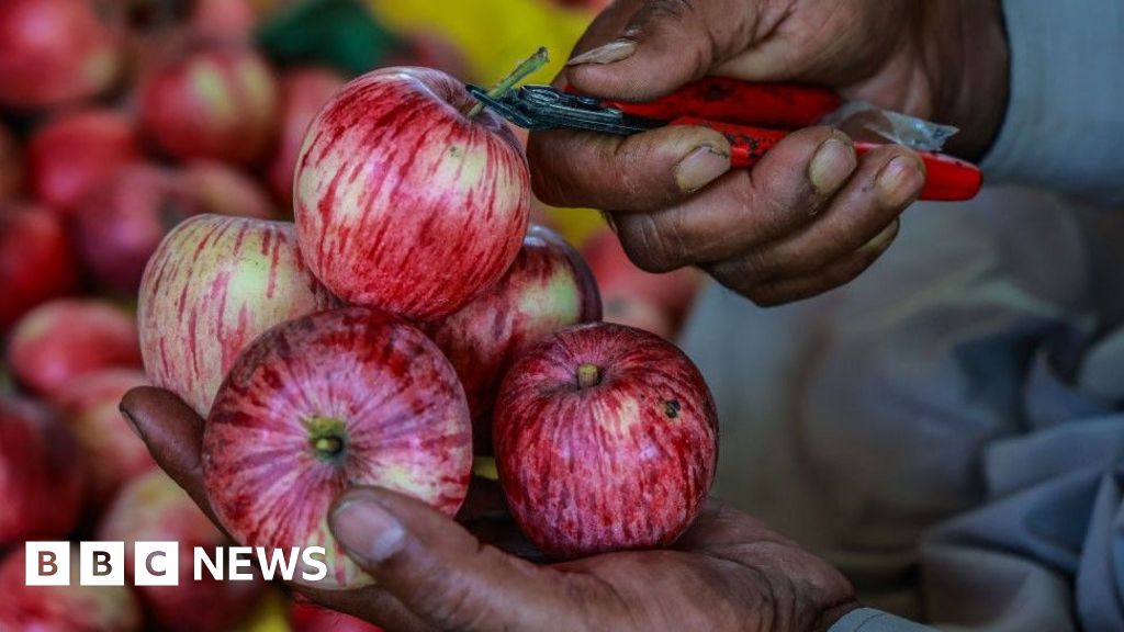 02065a80 45ea 11f0 835b 310c7b938e84 Indian scientists search for the perfect apple