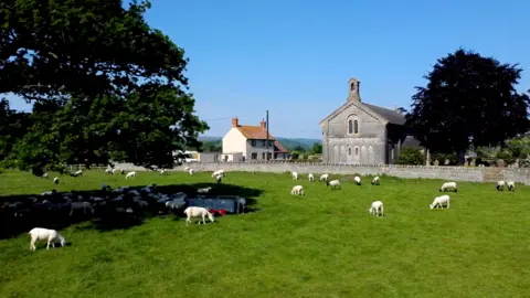 Glastonbury farmer 'makes more money from weddings than farming' A flock of sheep is pictured grazing in a sunny field with a farm building and grey stone church building in the background.