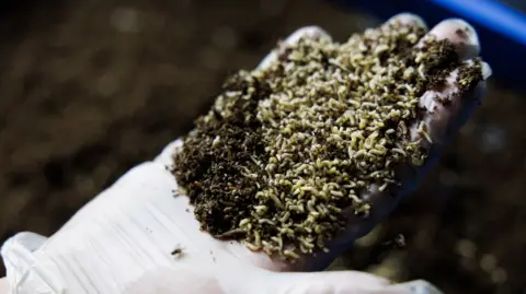 Should we be letting flies eat our food waste? Energesman A hand holding fly larvae