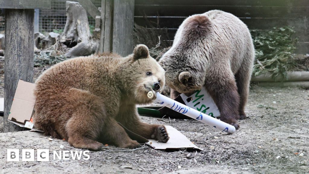 0e0e27f0 50ca 11f0 8f34 1d8449bb8ffa Wildlife park near Exeter evacuated after bears escape
