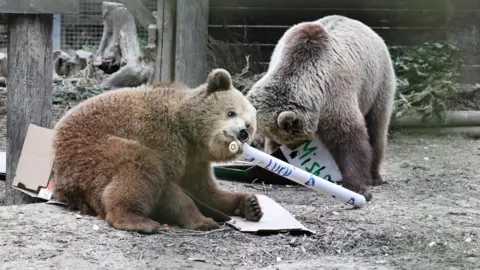Wildlife park near Exeter evacuated after bears escape Wildwood Devon Two bears play with cardboard and paper with trees seen in the background