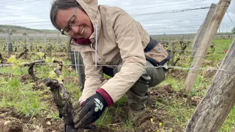 Winemakers finding Trump's tariffs hard to swallow BBC Élodie Bonet tending to some of the vines owned by Domaine Cecile Tremblay