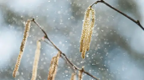 Why is my hay fever so bad this year? Getty Images Pollen is visibly blowing through the air from a tree