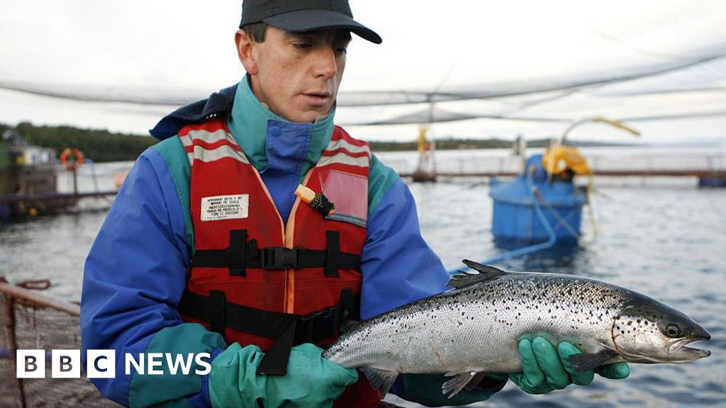 110a0780 371b 11f0 89a5 277bf546daae Chile's salmon farms hope for calmer waters