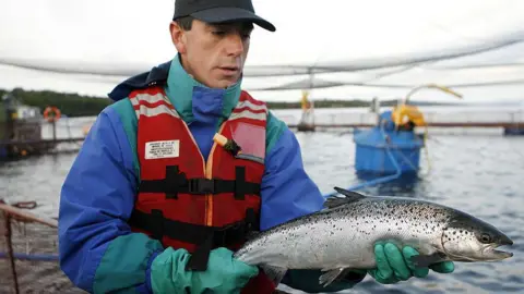 Chile's salmon farms hope for calmer waters Getty Images A worker holding an Atlantic salmon at a fish farm in Chile
