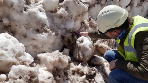 Wildlife park near Exeter evacuated after bears escape Wildwood Devon A tiny bear is seen wedged behind a big mass of snow in Albania as a man in a helmet and high-viz jacket strokes its back