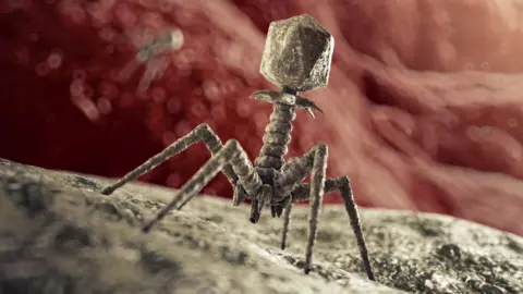 I found a bacteria-eating virus in my loo Getty Images The phage has a five spindly legs a corkscrew body and then atop it sits an angular capsule. It looks like a cross between a moon lander, a sinister alien and a nightmare fuel insect.