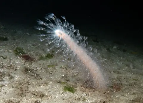 Sharks and oysters set to thrive in warmer UK waters Getty Images A photograph of a sea pen on the ocean floor. The sea pen is pinkish-white with many translucent hair-like protrusions.