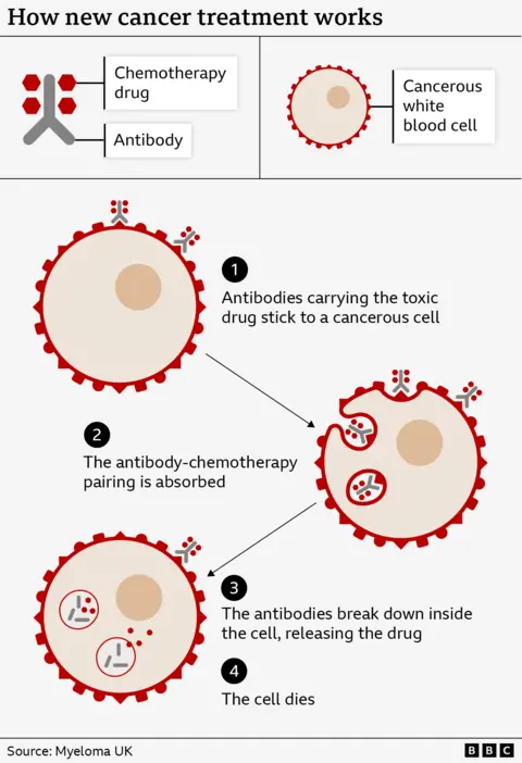 World-first 'Trojan horse' therapy to be given on NHS Graphical illustration showing a Y-shaped antibody with red dots, representing the chemotherapy drug, attached. These stick to the surface of a round cancerous cell. The graphic then shows the combo entering the cell, the Y-shaped antibody breaking down and the red dots being released inside the cell.