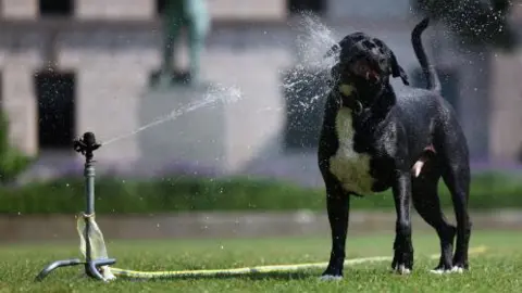 How to keep your dog safe in a heatwave EPA A black dog with a white under belly and white paws cools as the water from a sprinkler lands on its face