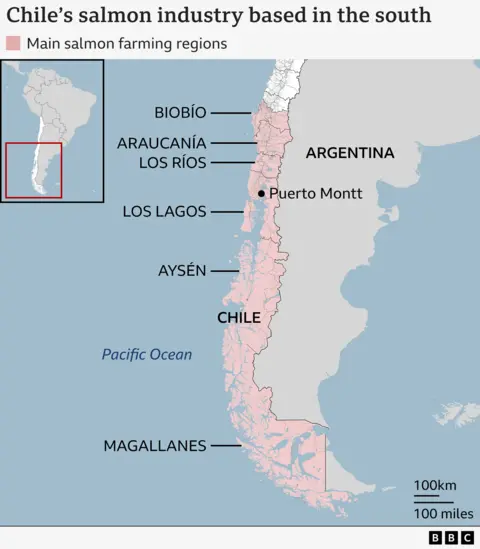 Chile's salmon farms hope for calmer waters Chile's salmon industry is based in the south of the country