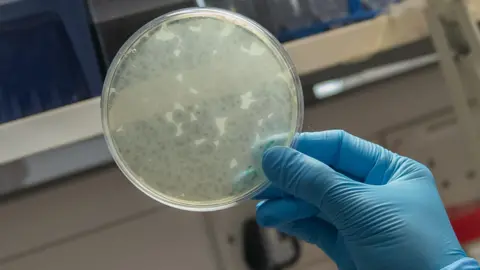 I found a bacteria-eating virus in my loo Close up of a petri dish held in a blue gloved hand