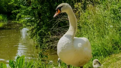 Amber thunderstorm warning in force after UK's hottest day BBC Weather Watchers/ Paul SG A swan in Nuneaton, Warwickshire, photographed on the warmest day of the year so far