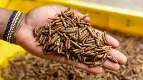 Should we be letting flies eat our food waste? Flybox A hand holding fly larvae