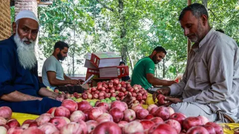 Indian scientists search for the perfect apple Getty Images Two men sort apples in Kashmir India