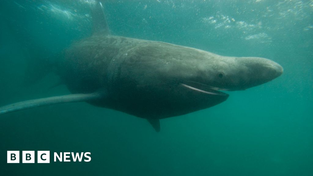 720defc0 4ad9 11f0 86d5 3b52b53af158 Sharks and oysters set to thrive in warmer UK waters