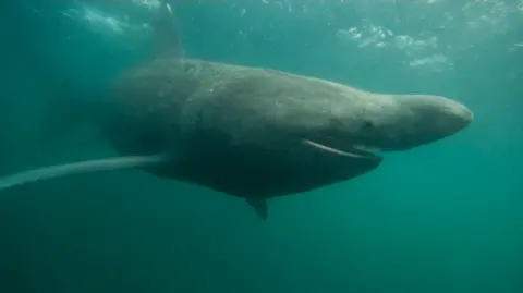 Sharks and oysters set to thrive in warmer UK waters Getty Images A photograph of a basking shark underwater with its mouth open and one eye facing the camera.