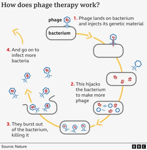 I found a bacteria-eating virus in my loo Phage therapy graphic