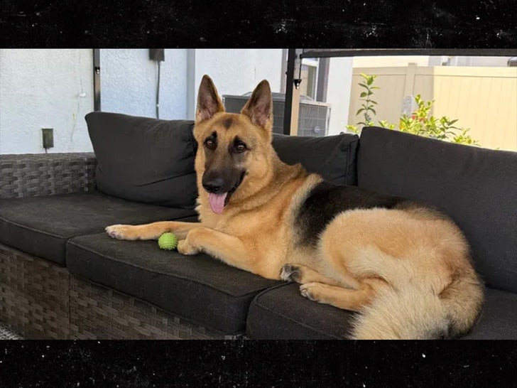 zues dog gator attack gofundme 2