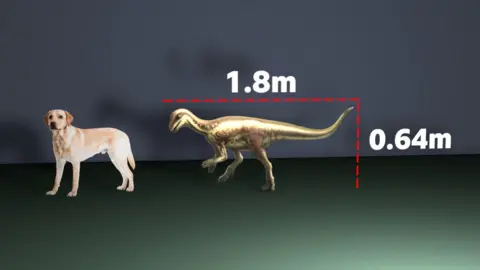 Natural History Museum to display rare dog-sized dinosaur A graphic showing a labrador dog next to an illustration of the Enigmacursor dinosaur. A label shows the height of the dinosaur as 0.64m tall and 1.8m long.