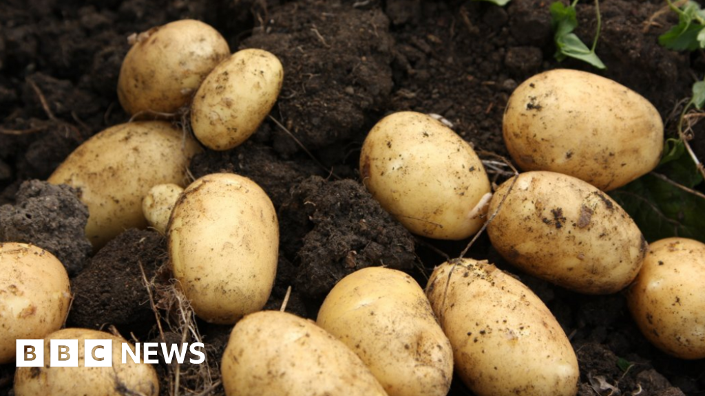 87c142e0 46b5 11f0 bd01 6b6b5fa46688 Devon-based food group given £1.5m to redistribute surplus crops