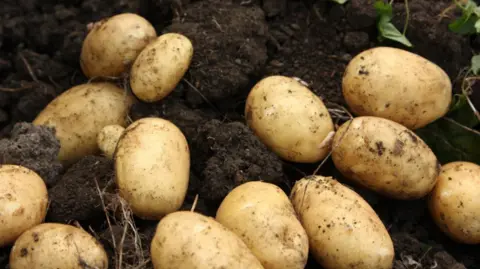 Devon-based food group given £1.5m to redistribute surplus crops BBC Potatoes in soil after being dug up.