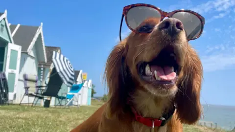 Amber thunderstorm warning in force after UK's hottest day BBC Weather Watchers/ Bettys Hot Spot A dog wearing large sunglasses under sunny blue skies, sitting by beach huts