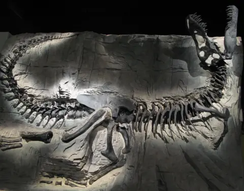 New species of dinosaur discovered that 'rewrites' T.rex family tree Darla Zelenitsky A pristine fossilised skeleton of Tyrannosaurus Rex. Its body lies encased in the rock it was fossilised within and it stretches out from its long tail on the left of the fossil to its open jaws.