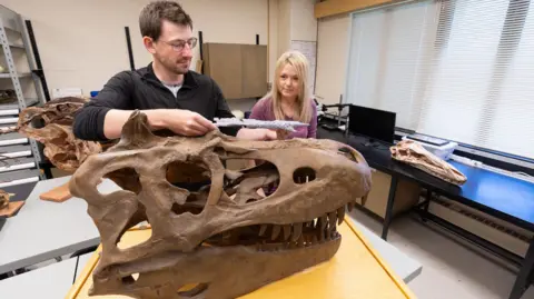 New species of dinosaur discovered that 'rewrites' T.rex family tree Riley Brandt/University of Calgary The image shows two scientists, PhD student Jared Voris and Prof Darla Zelenitsky from the University of Calgary, examining the fossilised skull of a tyrannosaur. The large, brown dinosaur skull is on a table in the foreground. There are other dinosaur bones on shelves and surfaces around the room.