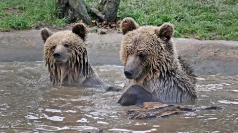 Wildlife park near Exeter evacuated after bears escape Wildwood Trust Mish and Lucy are seen in the water at the park