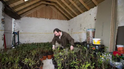 Fraudster jailed for selling fake 'Scottish-grown tea' Getty Images Thomas Robinson is dressed in agricultural clothes and bends down among plants in pots in a small outhouse