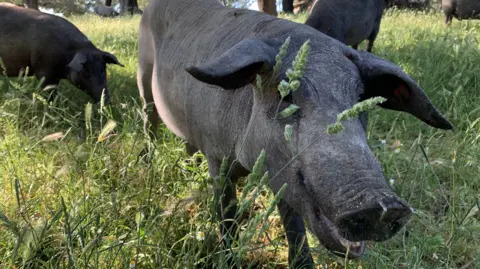 US tariff turmoil makes Spain's flagship foods seek other markets Guy Hedgecoe Black Iberian pigs