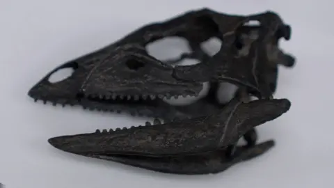 Natural History Museum to display rare dog-sized dinosaur Gwyndaf Hughes/BBC News A photograph of the dinosaur's skull, which is black, on a white background. Small teeth protrude from the open jar.
