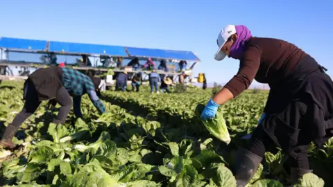 Migrant crackdown risks choking off critical supply of US workers AFP/Getty Immigrant farmworkers harvest Lettuce at a field in Brawley, California, on December 10, 2024.