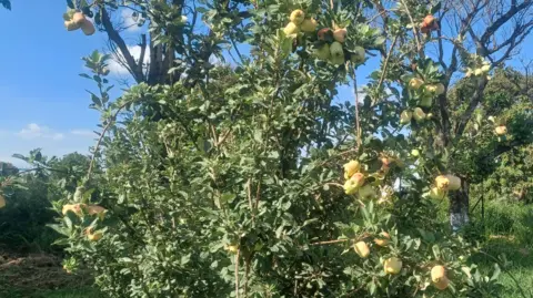 Indian scientists search for the perfect apple BAU Apples on a tree in eastern India