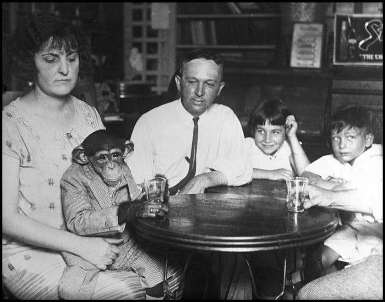 Pop culture helped fan the flames of the Scopes ‘monkey trial’ 100 years ago − and ever since A woman sits at a round table with a man and two children, as a chimpanzee in a suit sits in her lap.