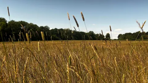 Dairy farmers face crisis as drought causes grass fails Close up of long yellow grass strands, with trees and a blue sky in the background.